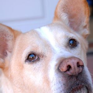 Meet your Posher, Scott